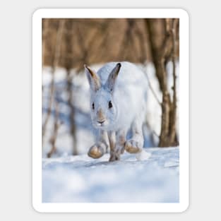 Snow Shoe Hare Sticker